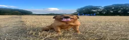Labrador Retriever dogs for sale: Labrador Retriever puppies  - Advert 5