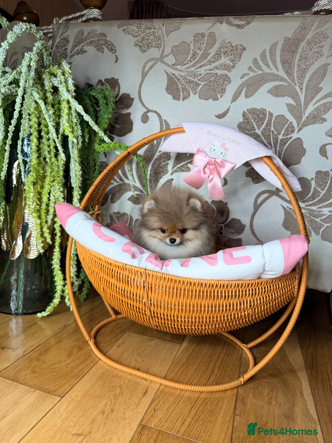 Pomeranian dogs for sale: Orange teddy bear type Pomeranian boy and girl - Advert 10