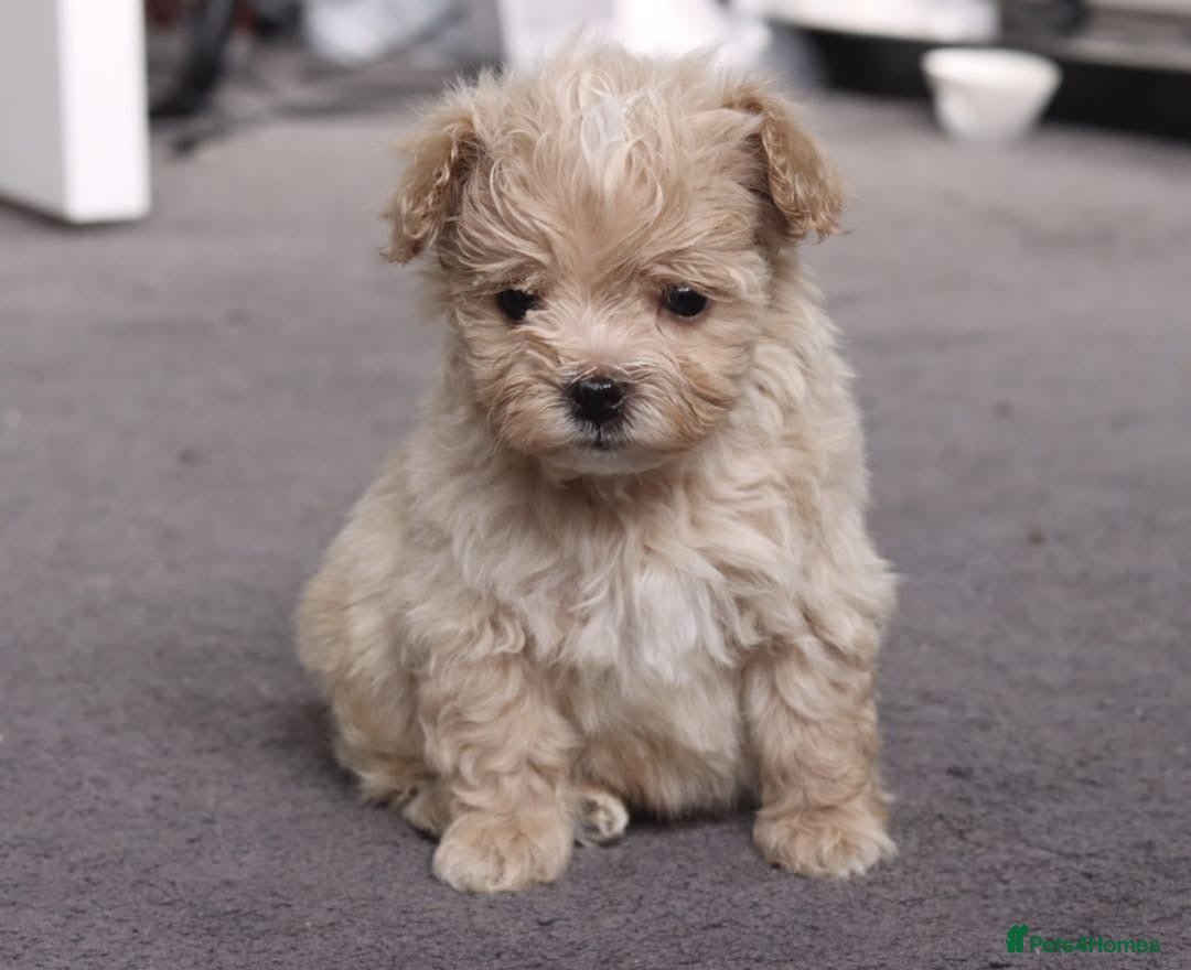 Maltipoo dogs MALTIPOO PUPPIES - Advert 1