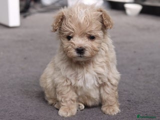 Maltipoo dogs MALTIPOO PUPPIES - Advert 1