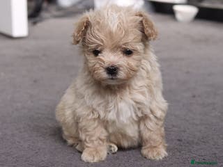 Maltipoo dogs MALTIPOO PUPPIES - Advert 8