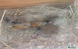 Netherland Dwarf rabbits for sale: Gorgeous Netherland Dwarf x Netherland Lop (3) - Image 1