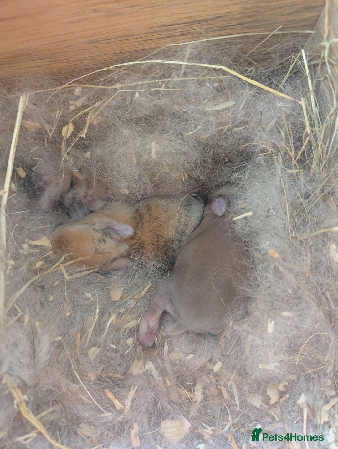 Netherland Dwarf rabbits for sale: Gorgeous Netherland Dwarf x Netherland Lop (3) - Image 1