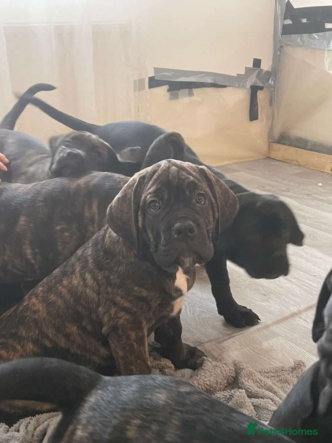 Cane Corso dogs for sale: Yuki x Aries Russian champ bloodline Puppies - Advert 9