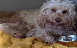 Cockapoo dogs for sale: Cockapoo puppies - Image 6