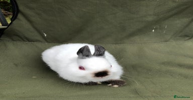 Netherland Dwarf rabbits - Advert 3