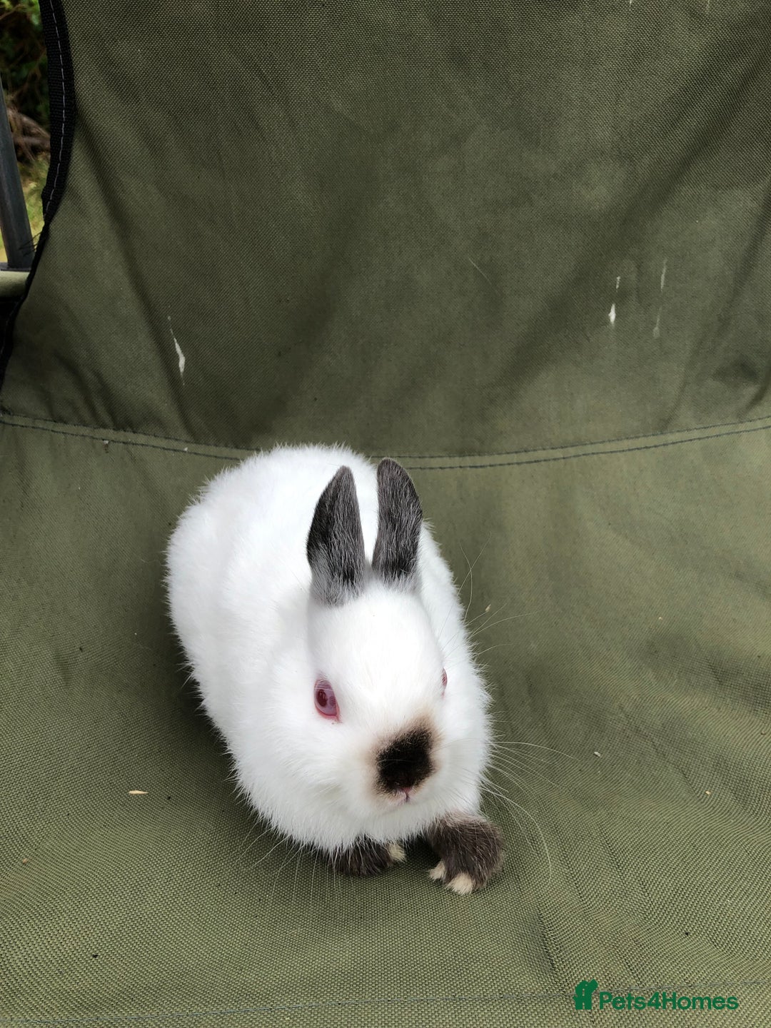 Netherland Dwarf rabbits for sale: Netherland Dwarf Himalayan  - Image 4