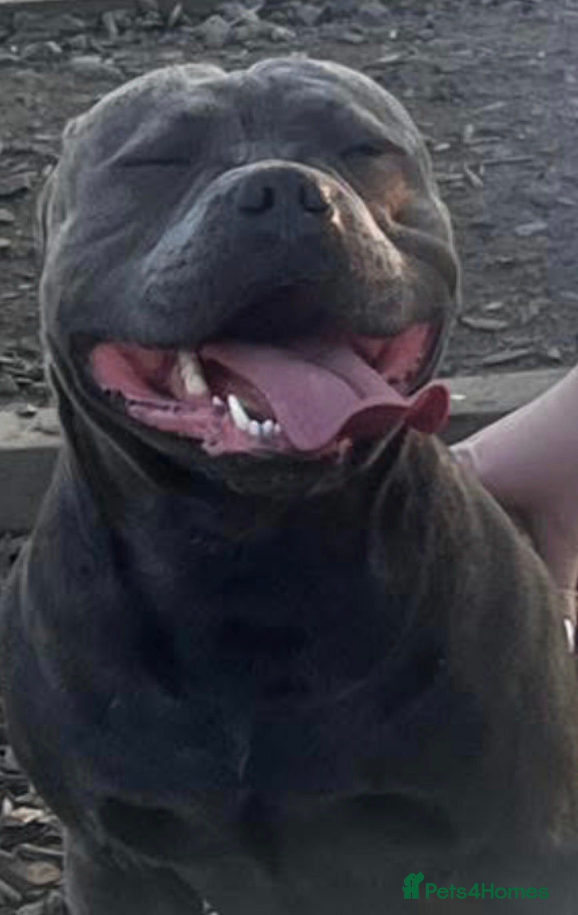 Staffordshire Bull Terrier dogs for sale: Top pedigree blue Staffordshire bull terriers in Glasgow - Advert 13