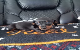 Miniature Dachshund dogs for sale: beautiful miniature dachshund pups available now  - Image 6