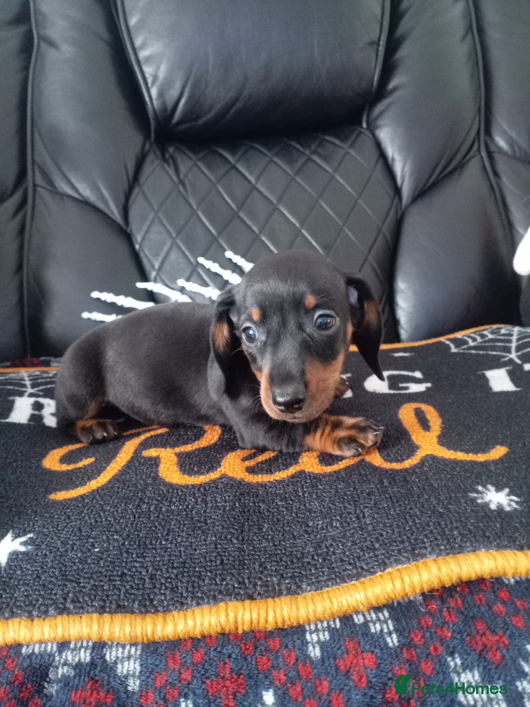 Miniature Dachshund dogs for sale: beautiful miniature dachshund pups available now  - Image 6