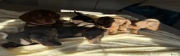 Dachshund dogs for sale: dachshund puppies - Advert 5