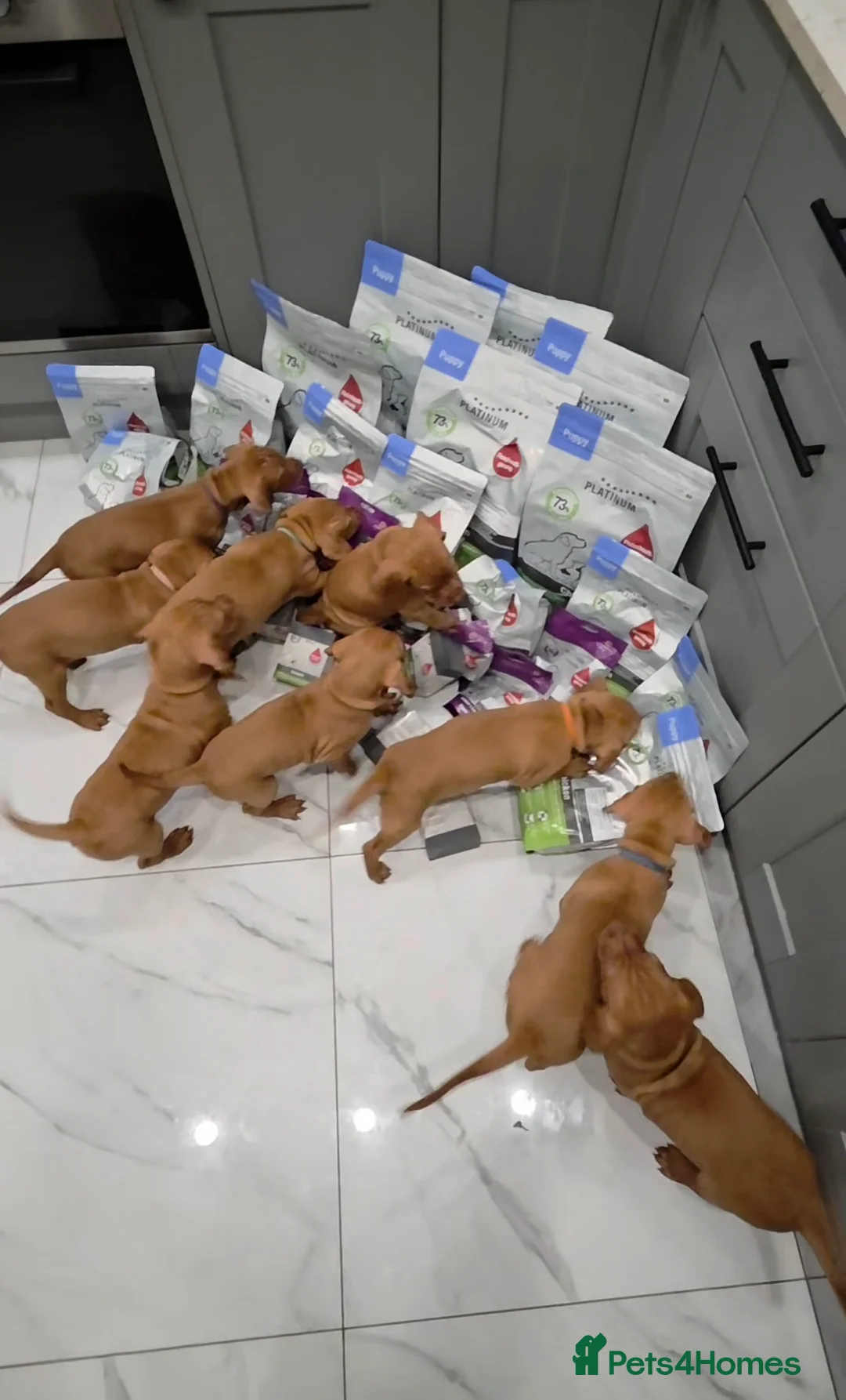 Hungarian Vizsla dogs for sale: 🧡 Hungarian Vizslas. Exceptional pedigrees 🧡 - Advert 2