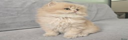 British Shorthair cats for sale: Pedigree golden British shorthair and longhair  - Advert 2