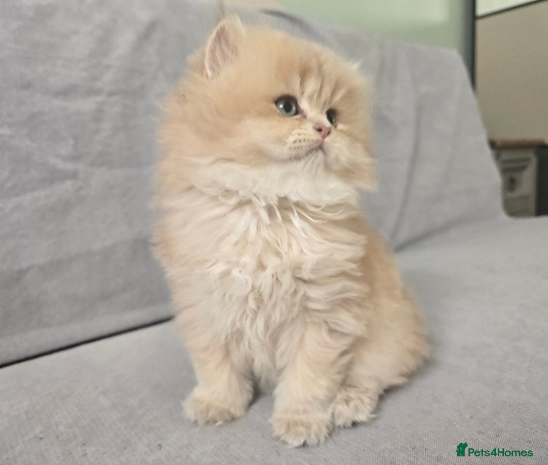 British Shorthair cats for sale: Pedigree golden British shorthair and longhair  - Advert 2