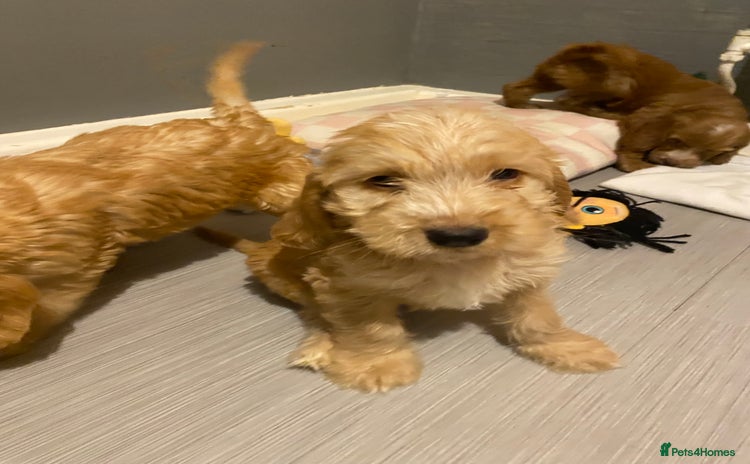 Labradoodle dogs Medium size Australian Labradoodles  show cocker  - Advert 8