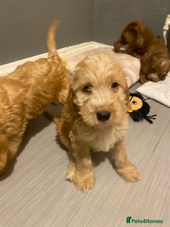 Labradoodle dogs Medium size Australian Labradoodles show cocker - Advert 8