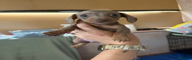 Miniature Dachshund 3