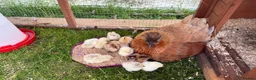 Chickens poultry for sale: 11 GORGEOUS 2 DAY OLD SILKIE CHICKS AVAILABLE  - Advert 7