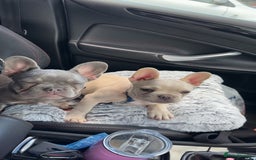 French Bulldog dogs for sale: Gorgeous 7Month Old Brother & Sister Frenchies - Image 6