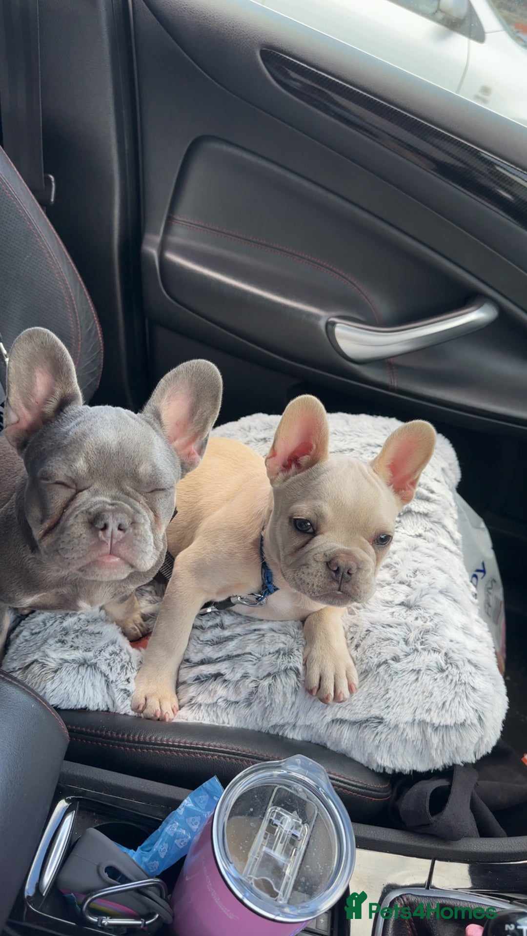 French Bulldog dogs for sale: Gorgeous 7Month Old Brother & Sister Frenchies - Image 6