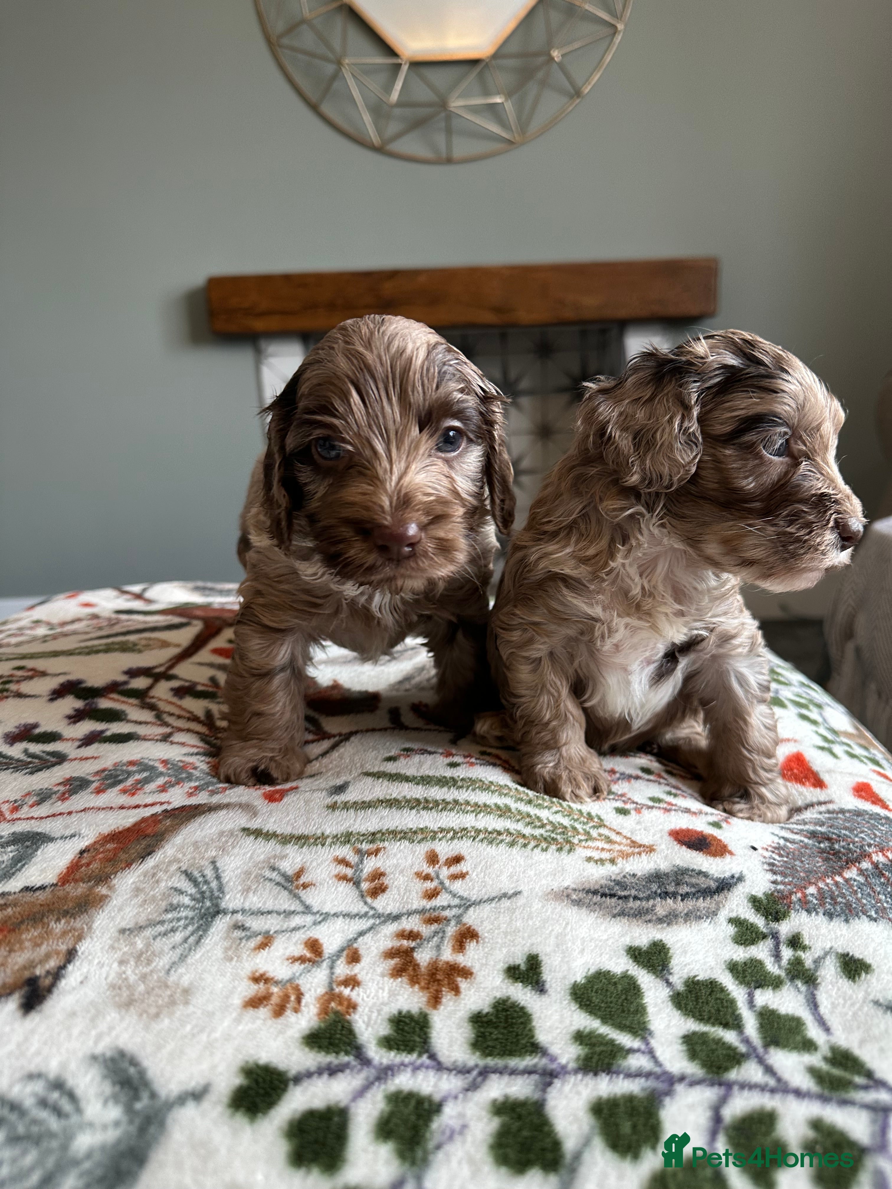 Cockapoo dogs Cockapoo puppies - Advert 18