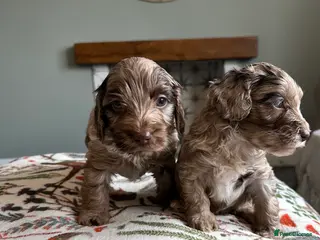 Cockapoo dogs Cockapoo puppies - Advert 16