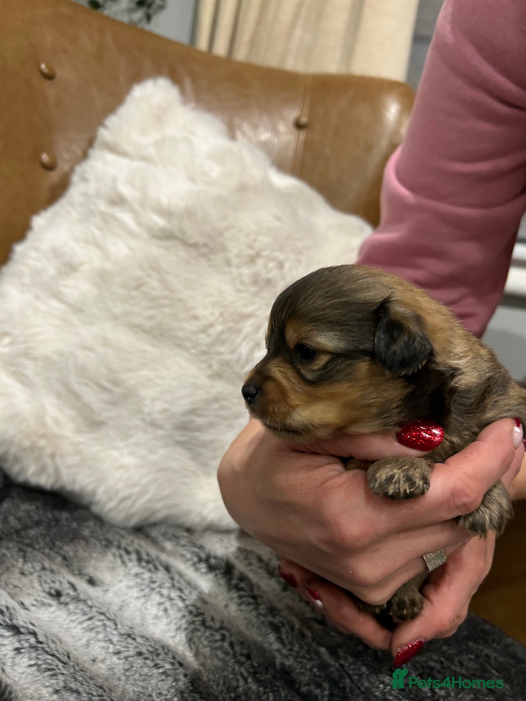 Mixed Breed dogs for sale: Miniature Dauchshund/ Pomeranian puppies for sale - Advert 25