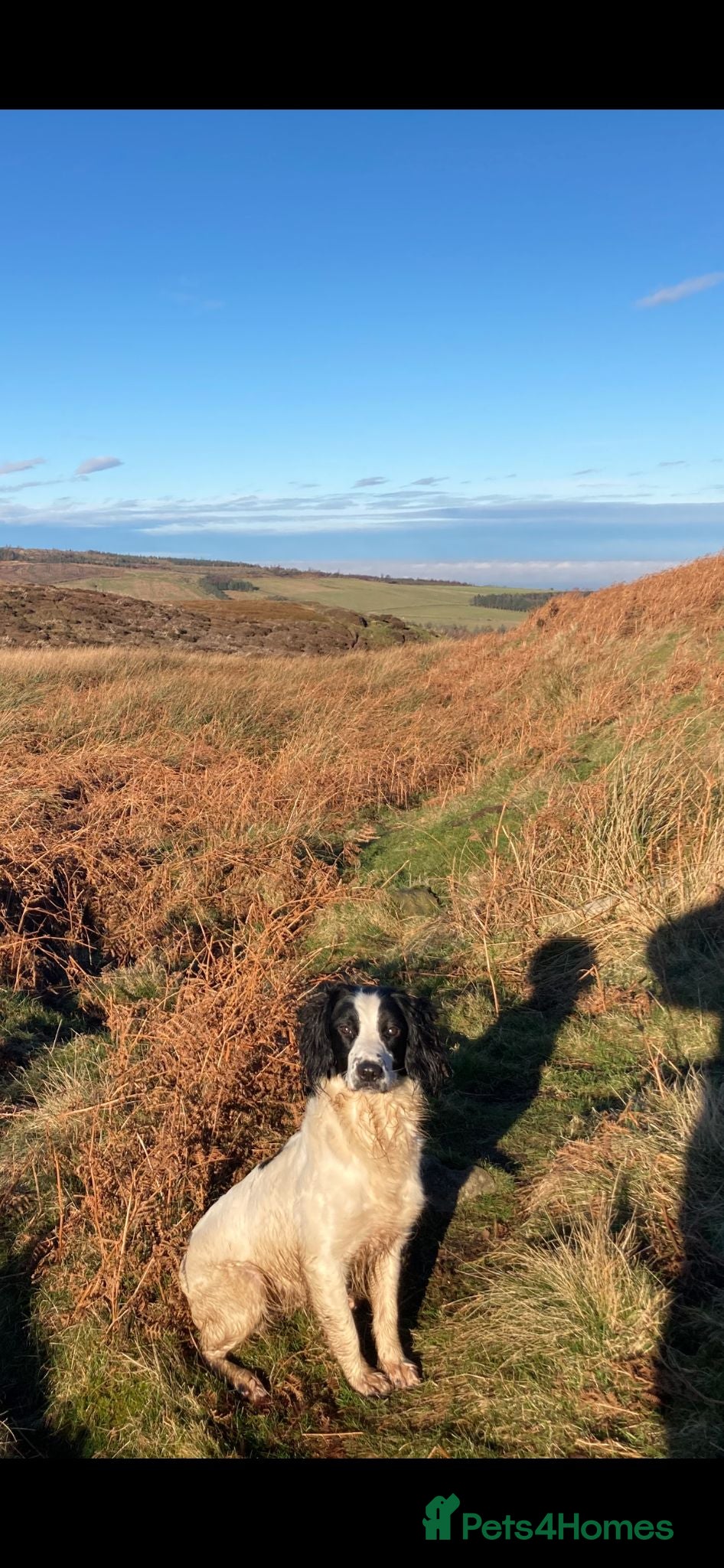 English Springer Spaniel dogs Quality English Springer Spaniel puppies for sale - Advert 2