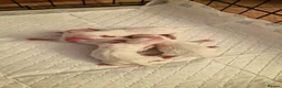 Maltese dogs for sale: Maltese puppy's - Advert 8