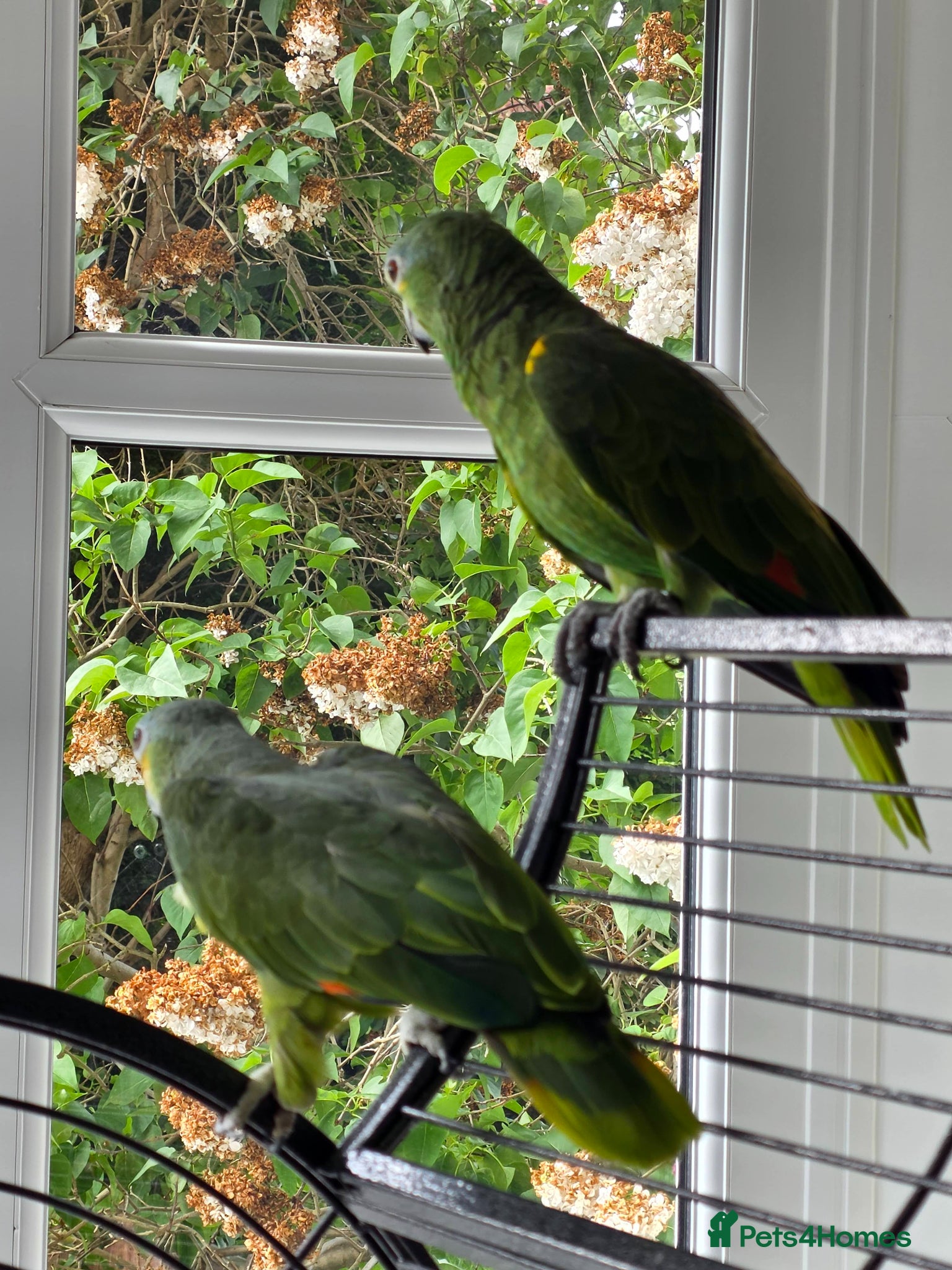 Parrots birds for sale: Amazon Parrots (Blue Fronted Male / Orange Wing) in Altrincham - Advert 2