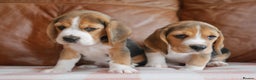 Beagle dogs for sale: Quality Health Tested Beagle Puppies - Advert 2