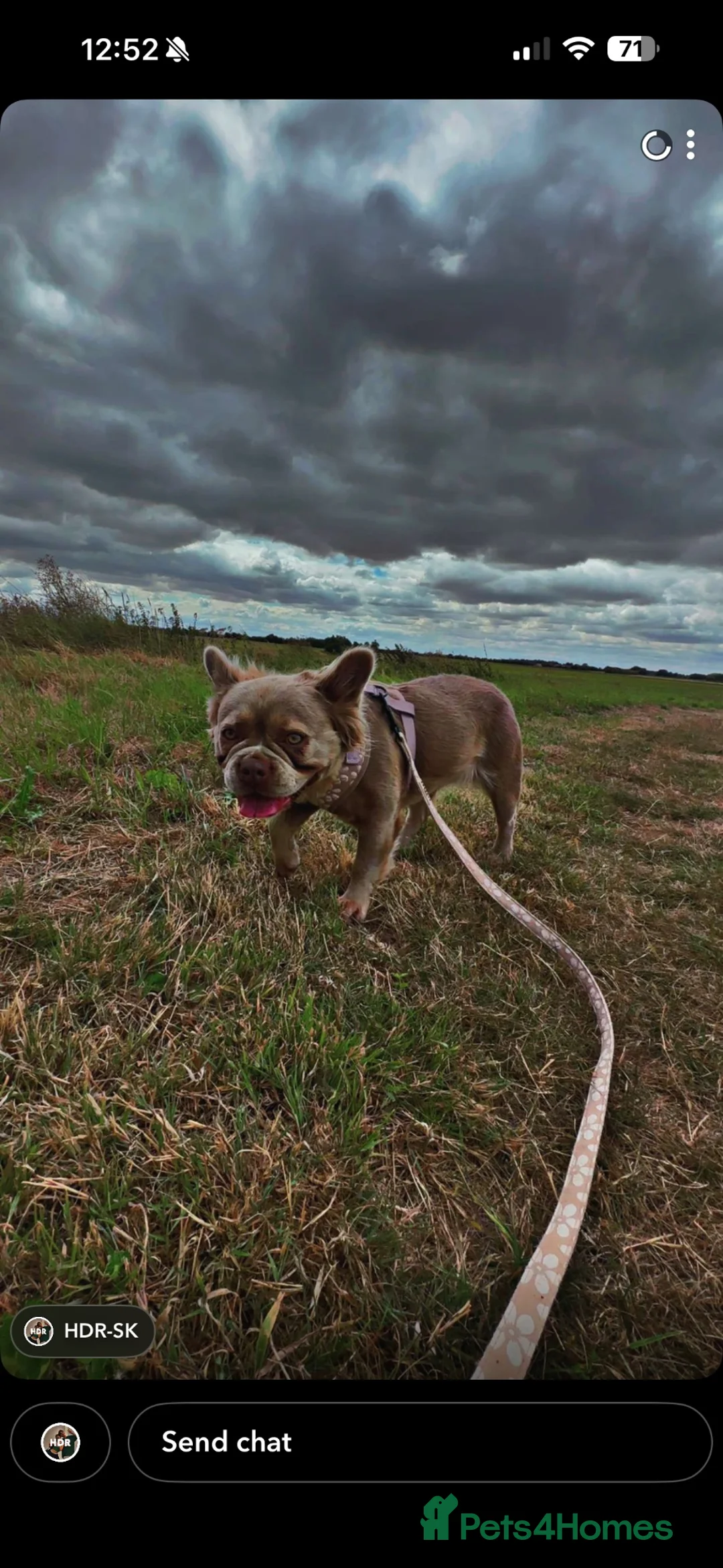 French Bulldog dogs for sale: Fluffy frenchie  - Advert 2