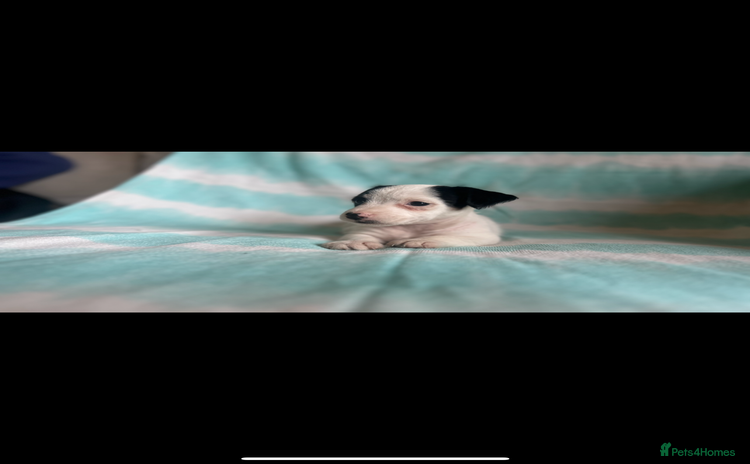 Jack Russell dogs - Advert 2
