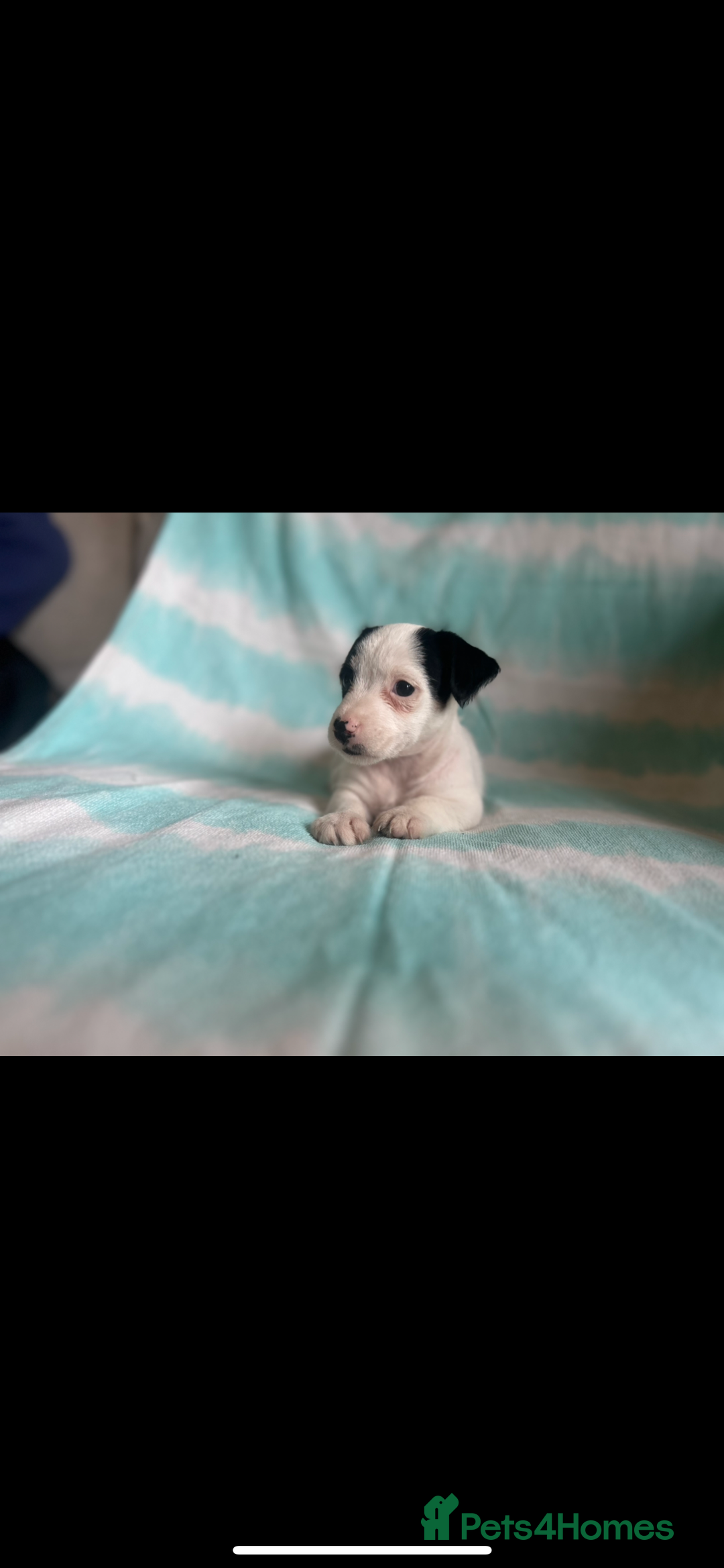 Jack Russell dogs for sale: Miniature Jack Russell - Image 1