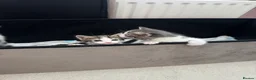 Mixed Breed cats for sale: 6 gorgeous kittens for sale - Advert 11