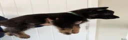 German Shepherd dogs for sale: Fully kc German Shepherd puppies  - Advert 15