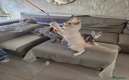 Maine Coon cats for sale: Stunning quality tica registered Mainecoon  - Image 23