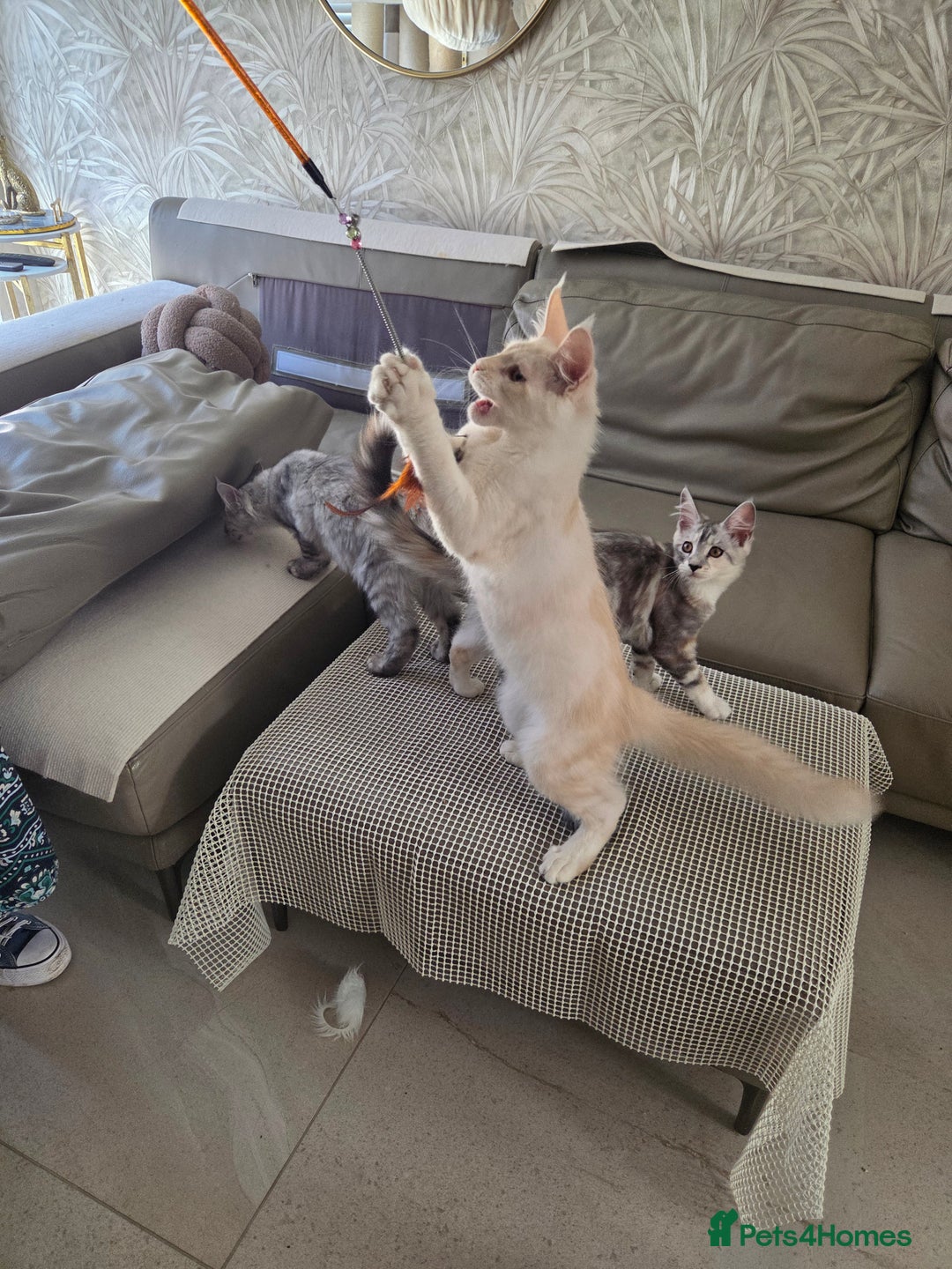 Maine Coon cats for sale: Stunning quality tica registered Mainecoon  - Image 23