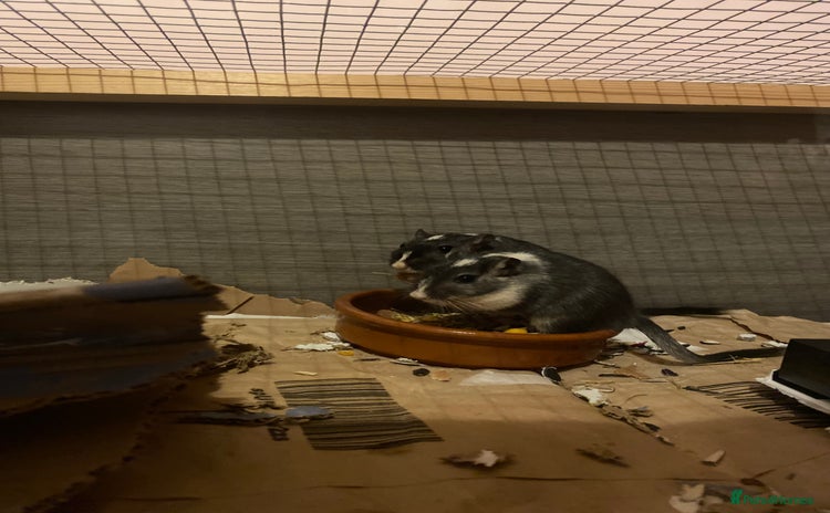 Gerbil rodents - Advert 10