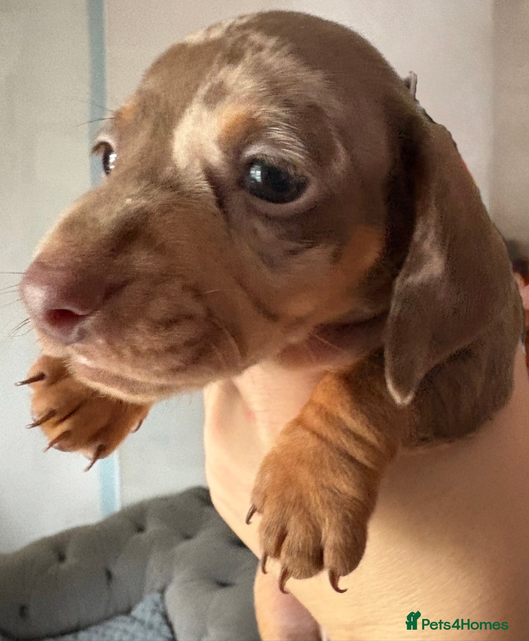 Miniature Dachshund dogs for sale: Miniature shorthaired dachshund pups - Advert 3