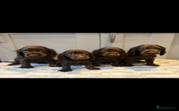 Cocker Spaniel dogs for sale: 🐾✨outstanding  cocker spaniel puppies 🐾✨ - Image 2