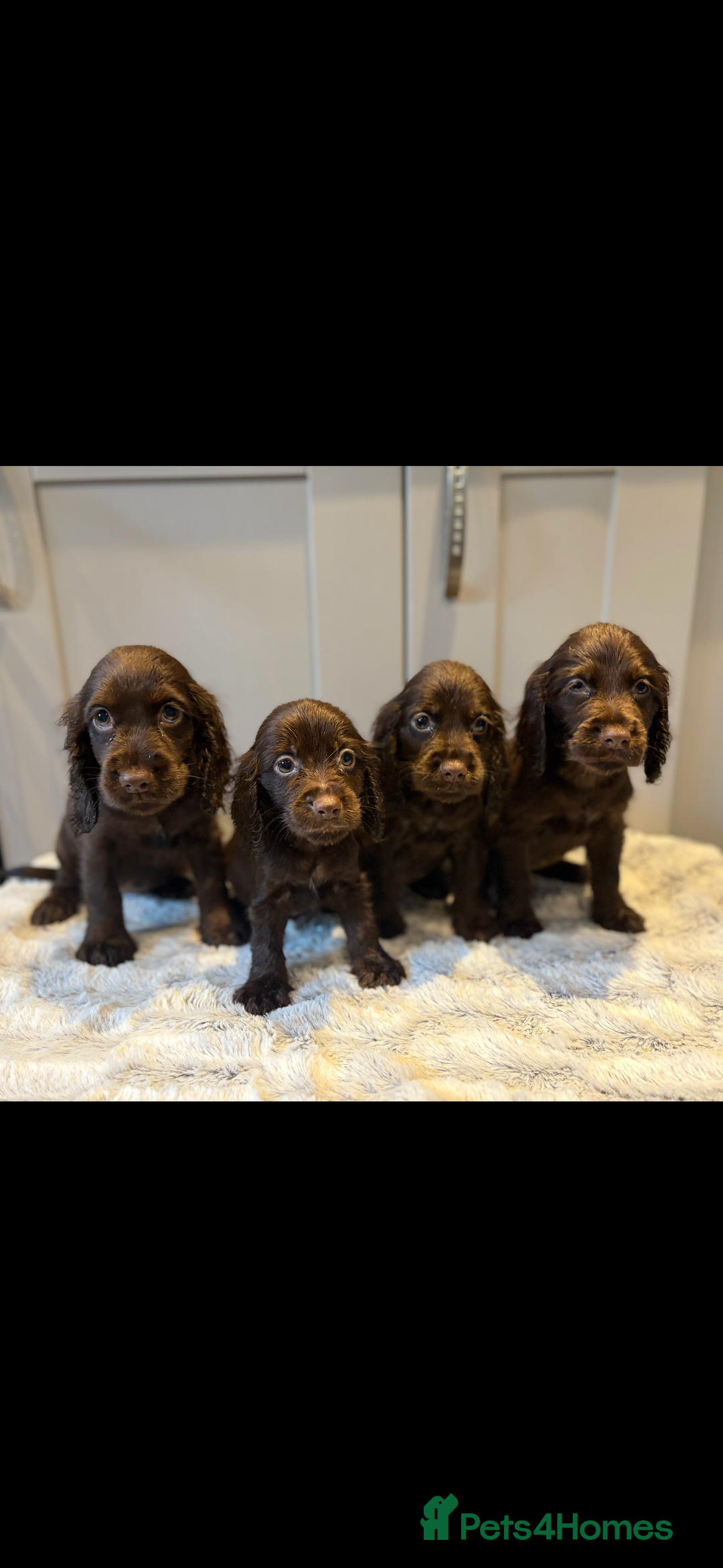 Cocker Spaniel dogs for sale: 🐾✨outstanding  cocker spaniel puppies 🐾✨ - Image 2