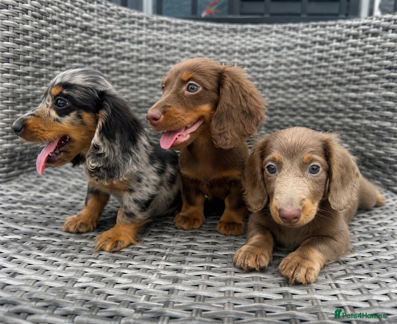 Miniature Dachshund dogs ✨MINI LONG HAIRED DACHSHUNDS ✨KC ✨ - Advert 1