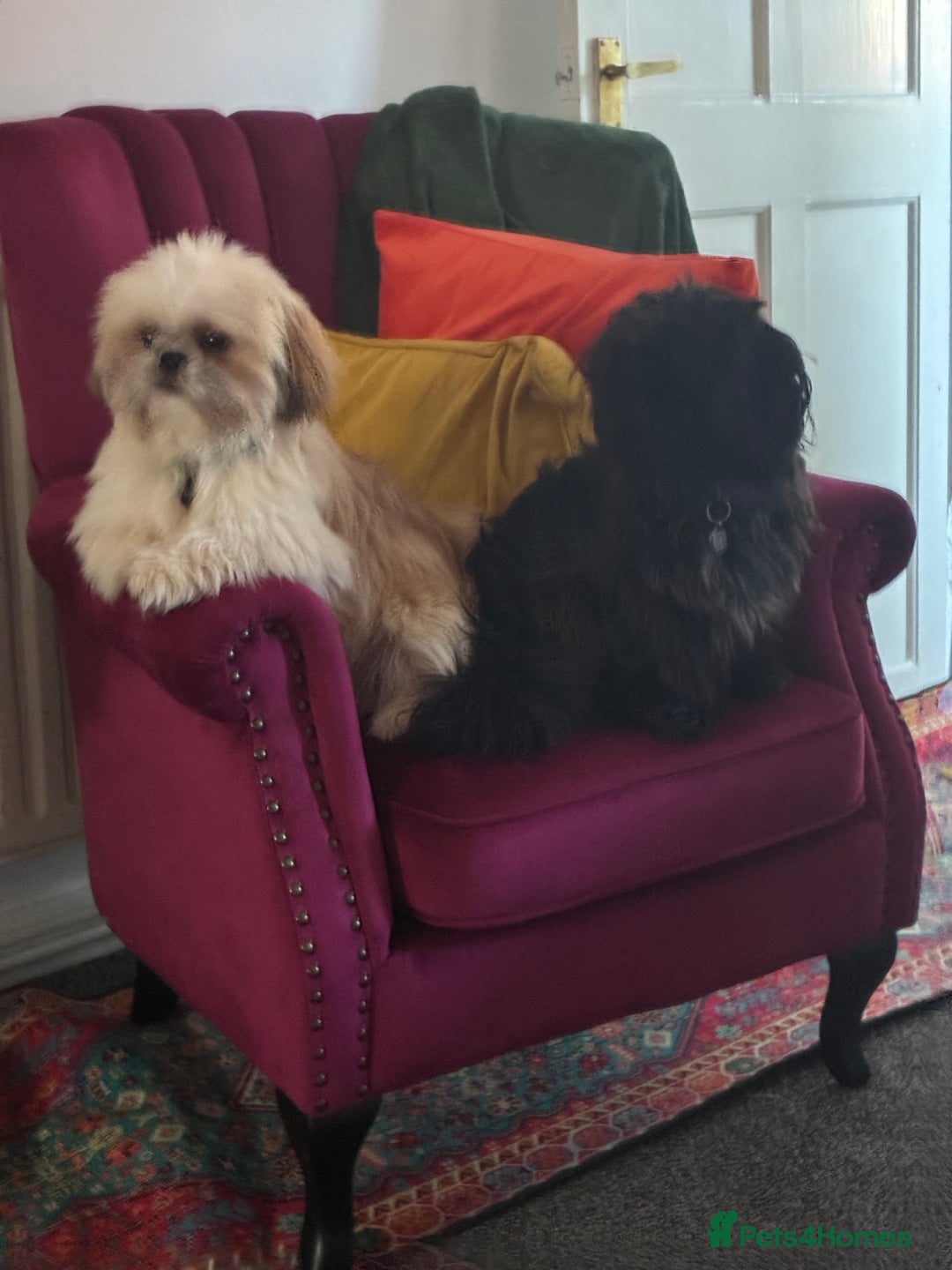 Shih Tzu dogs for sale: 2 snuggly gorgeous miniature shih tzu boys - Image 1