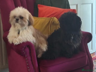 Shih Tzu dogs for sale - Advert 1