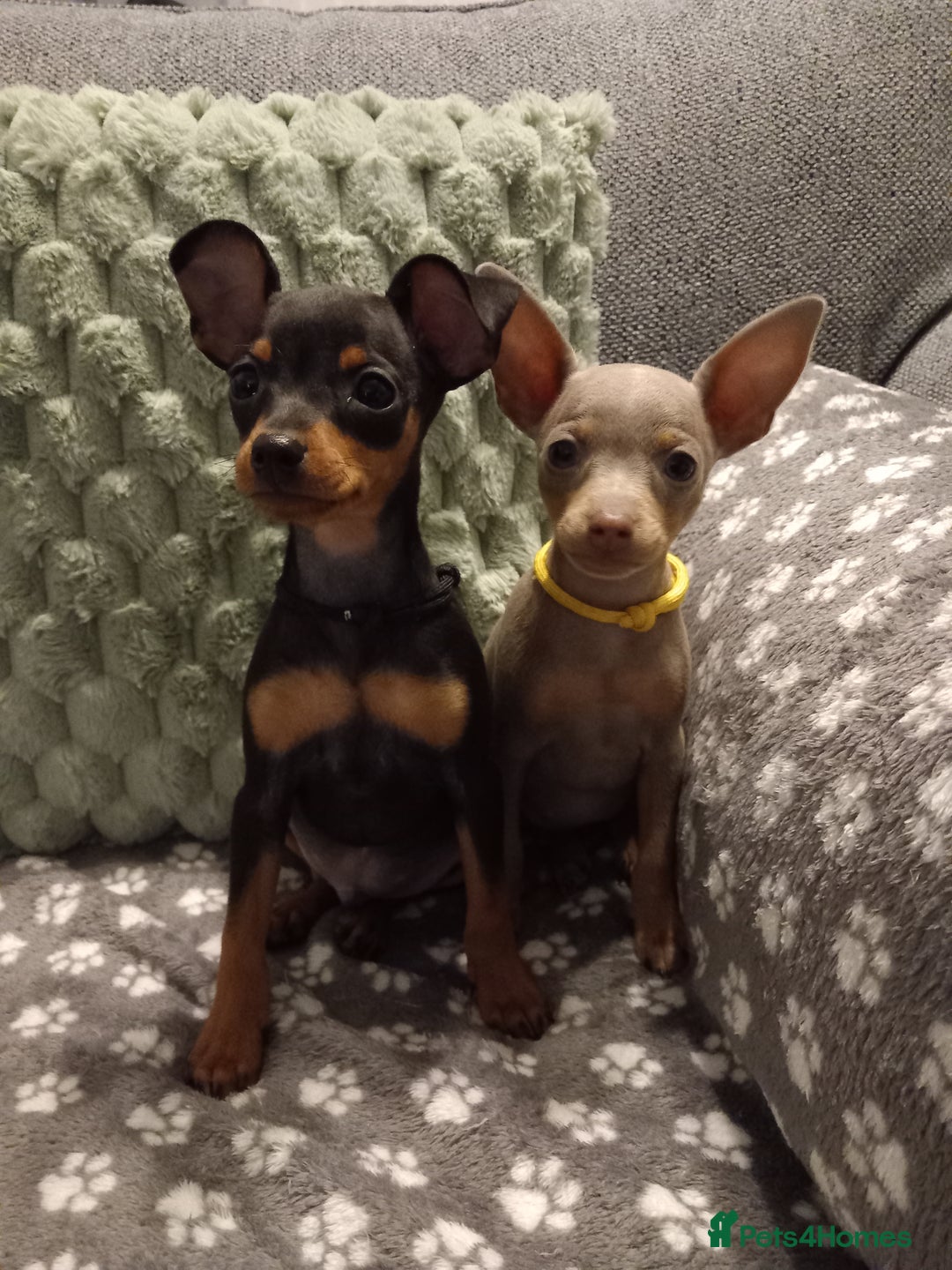 Miniature Pinscher dogs for sale: KC Reg Mini Pins, 2 remaining (READY TO LEAVE NOW) - Advert 2