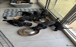 Sprocker dogs for sale: Sprocker Spaniel pups READY NOW - Image 18