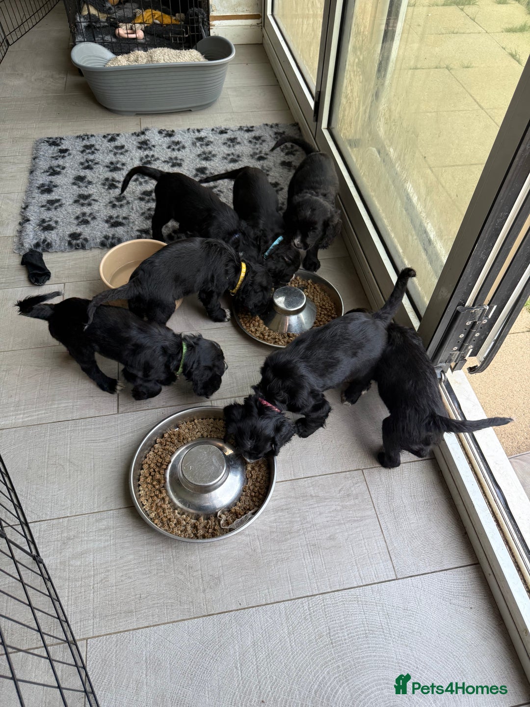 Sprocker dogs for sale: Sprocker Spaniel pups READY NOW - Image 18