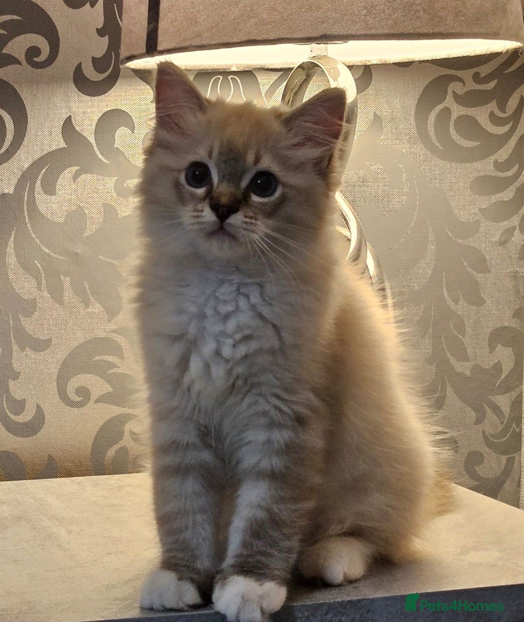 Ragdoll cats for sale: Stunning registered seal tabby ragdoll GC lines - Image 14