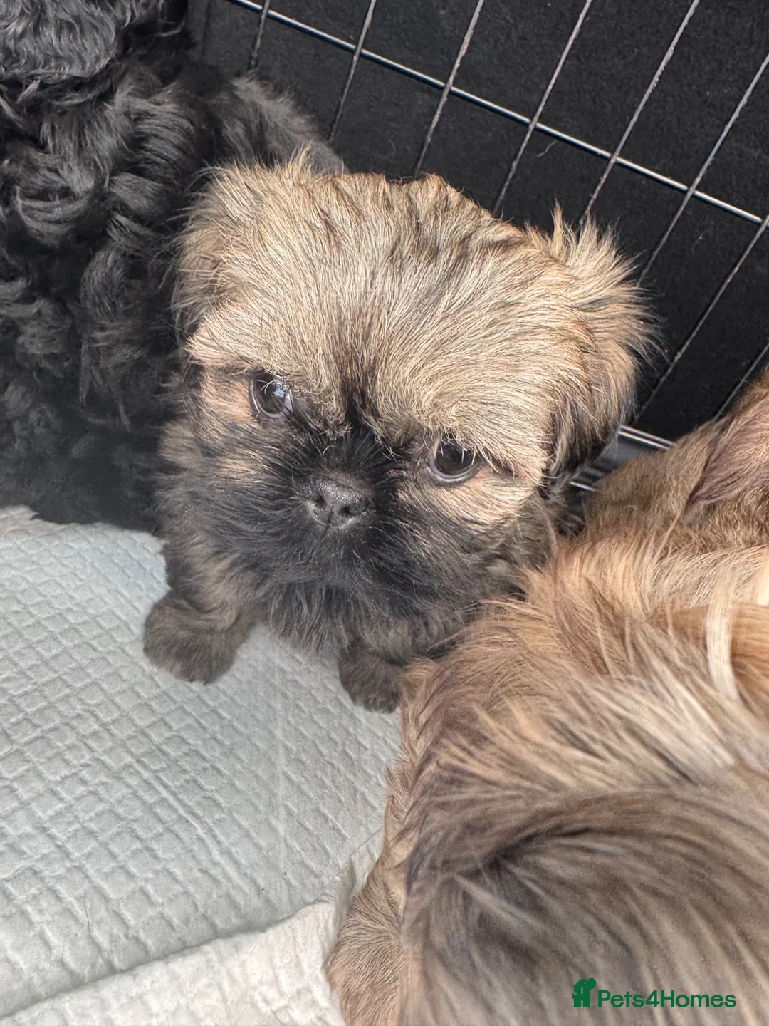 Shih Tzu dogs for sale: Shihtzu girl pup - Advert 13